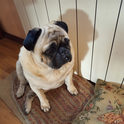 Міша, 6 років, м.Білопілля