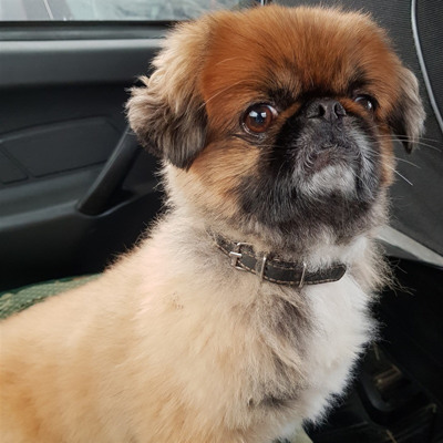 Пекінес Кузьма