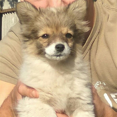 Кнопа, 6 місяців, м.Білопілля