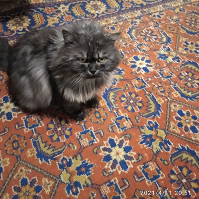 Кузя 1