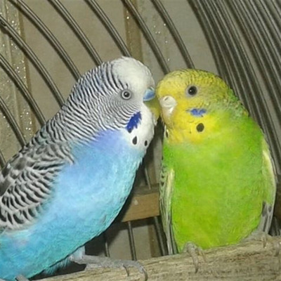 Кеша та Ася, м.Ворожба