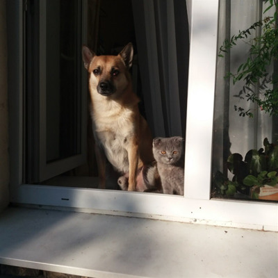 Пес Міо і кіт Локкі