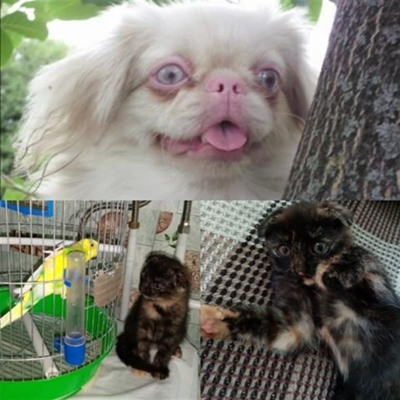 Ніка, Мітяй та Ася, м.Білопілля