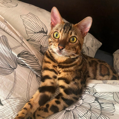 Соломон 👑, 2 роки