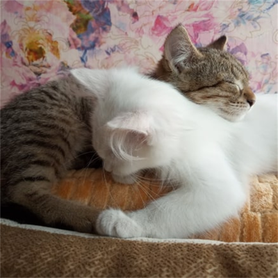 Сіма і Муся, 7 місяців, м.Білопілля