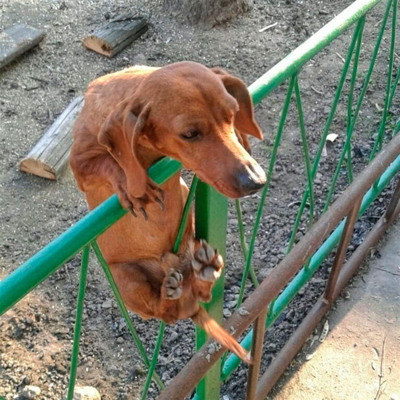 Тимофій Ілліч