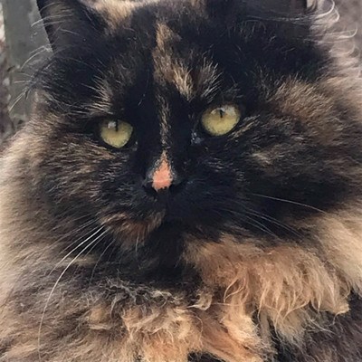 Чуча, 3 роки