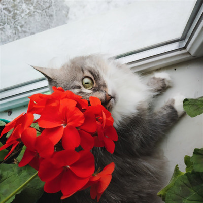 Аліса, 3 роки, м.Білопілля