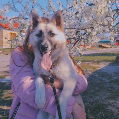 Нікі