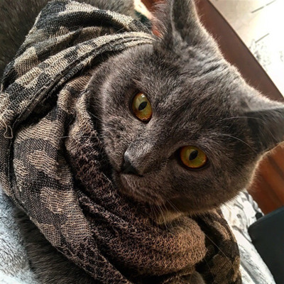 Бос
