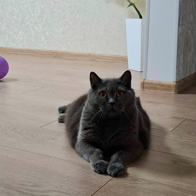 Кішка Нессі, 8 років