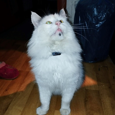 Вуличний кіт Бармалєй