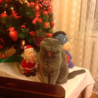 Бонифаций