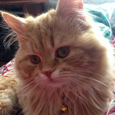 Персик, м.Ворожба