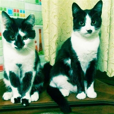 Матуся Кіті, 1 р. 3 міс. та її син Кітьок, 3 міс. м.Ворожба