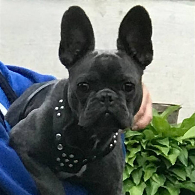 Французький бульдог Афоня