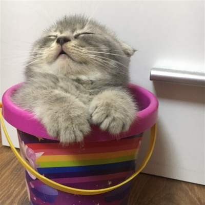 Тім