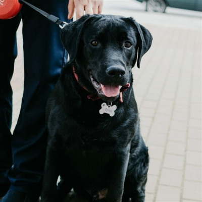 Лабрадор на ім'я Арчібальд