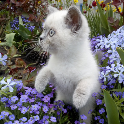 Кузя, 3 місяці, м.Ворожба