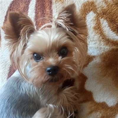 Йоркширський тер'єр Боня