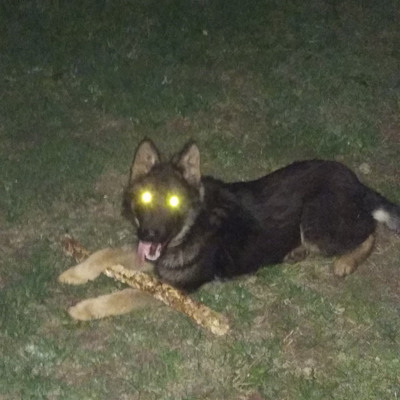 Грей, 1 р. 4 міс., с.Вири