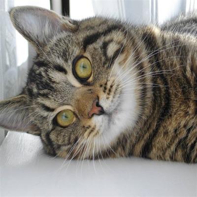 Вєня, 9 років, м.Білопілля