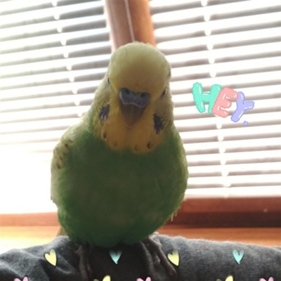 Кеша