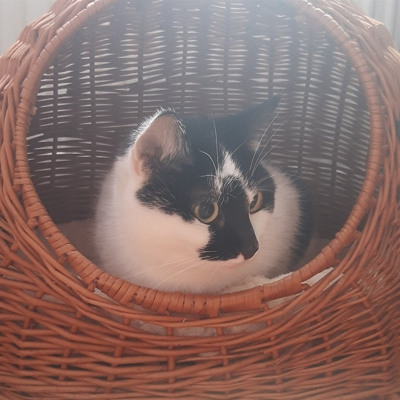 Єва
