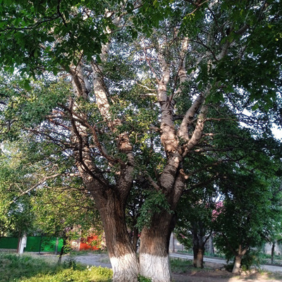 Вероніка Скулінець
