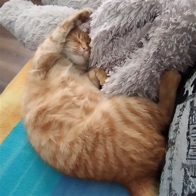 Том