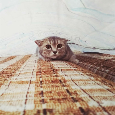 Кішка Амура