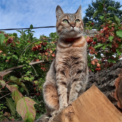 Шкура