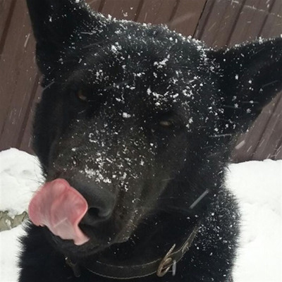 Алтай, 2 роки, м.Ворожба