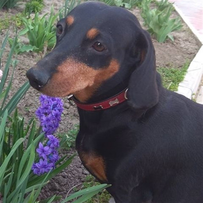 Такса Барбара