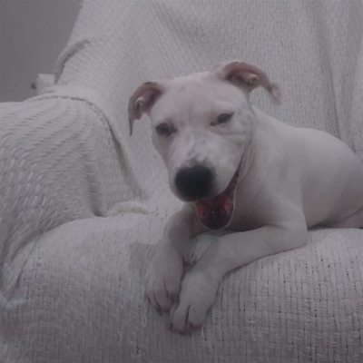 Кіра, 3 місяці, м.Білопілля