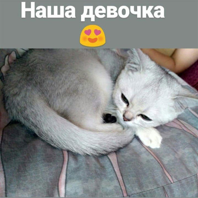 Зефірка