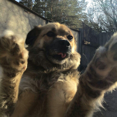 Мухтар