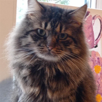 Пушистика мого звуть Том