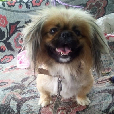 Королівськкий пекінес Джек