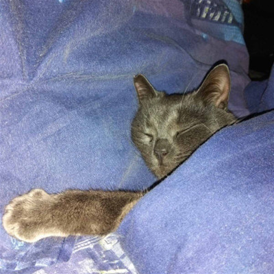 Містер Грей