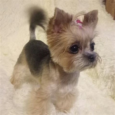 Йоркширський тер'єр Бусінка