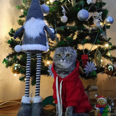 Кішечку звати Кітті