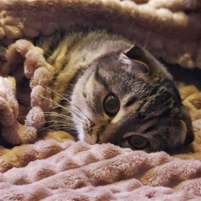 Моніка