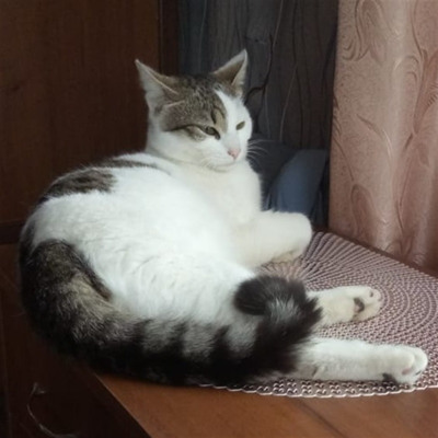 Пломбір, 1,5 року, м.Білопілля