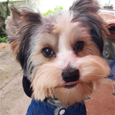 Бівер-йоркширський тер’єр Марчик