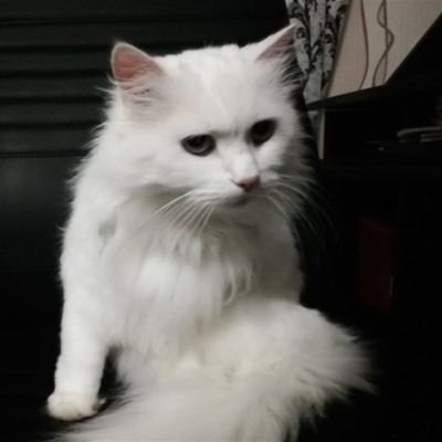 Гудзик