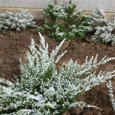 "Сніг тільки на зеленому листі"