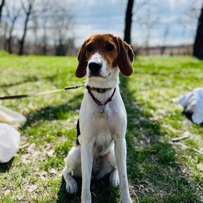 Це Лакі, чудова, лагідна дівчинка, їй 1.8 рочків😇🥰