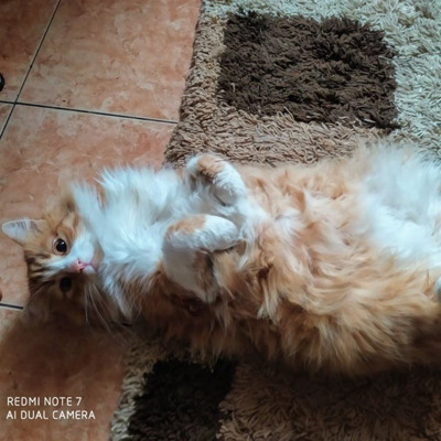 Мотька