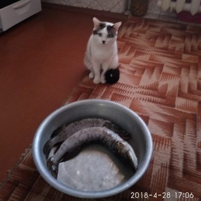 Жорчік — рибак